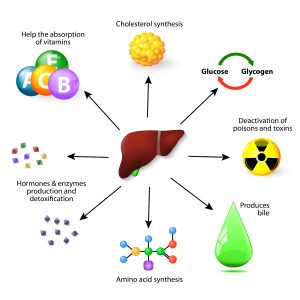 The many functions of the liver.